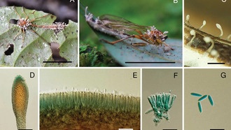 В Таиланде обнаружены четыре новых вида грибов, паразитирующих на насекомых