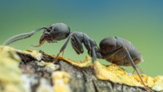 Супермуравьи Tapinoma magnum угрожают Великобритании