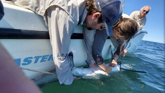 Акулы в северной Атлантике стали позже мигрировать на юг из-за потепления океана