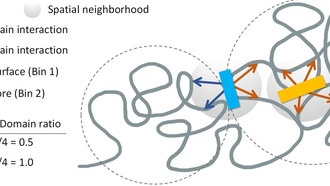 Как трёхмерная структура хроматина влияет на активность генов
