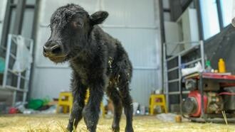 Китайские ученые успешно клонировали яка