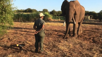 Слоны используют жесты для осознанного общения, выяснили учёные