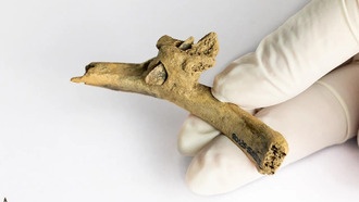 Древний наконечник стрелы в ребре человека раскрывает насилие в Пиренеях 4000 лет назад