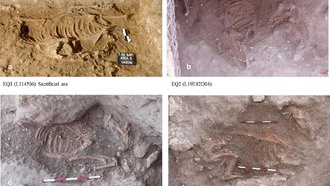 Археологи обнаружили жертвоприношение ослов 4500-летней давности, раскрывающее торговлю между Ханааном и Египтом