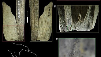 Неандертальцы создавали многофункциональные инструменты из костей пещерного льва 130 000 лет назад
