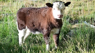 В Тибете родился первый в мире клонированный дзо