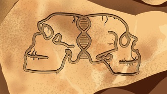 Исследование Принстона: 200 000 лет скрещивания людей и неандертальцев