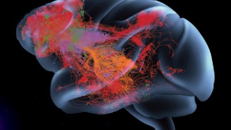 Прорыв в картировании мозга поможет в диагностике и лечении заболеваний