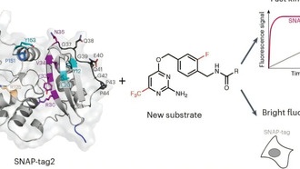Учёные представили улучшенную версию инструмента SNAP-tag2 для быстрой и яркой маркировки белков