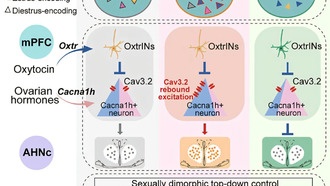 Учёные обнаружили нейронную цепь, управляющую половым влечением у мышей