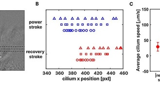 Учёные раскрыли новый механизм защиты лёгких от инфекций с помощью ресничек