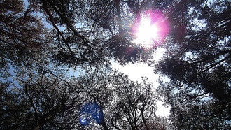 Как растения реагируют на рассеянный солнечный свет в разных экосистемах