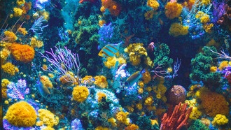 Кораллы Гавайских островов столкнутся с беспрецедентным закислением океана