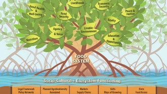 Мангровые заросли как метафора: Устойчивое растение вдохновляет на создание модели продовольственных систем