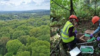 Дубовые деревья и микробы координируют поиск питательных веществ при повышенном уровне CO₂