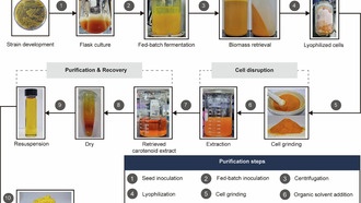 Учёные создали микробную платформу для эффективного производства лютеина