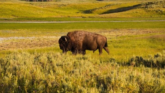 Новое исследование опровергает традиционную классификацию питания животных в Йеллоустонском парке