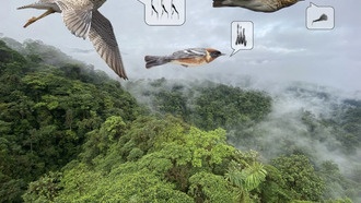 Учёные выяснили, как стабильная погода и ветер влияют на миграцию тропических птиц