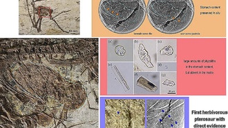 Окаменевший желудок птерозавра раскрыл тайну его рациона