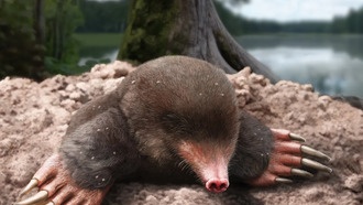 Обнаружен новый род и вид древнего крота Vulcanoscaptor ninoti