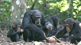 Ученые выяснили, как старение влияет на использование инструментов у диких шимпанзе