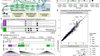 Ученые разработали метод высокоточного анализа эпигенетики на уровне отдельных клеток
