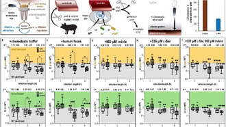 Болезнетворные бактерии готовы терпеть запах ради еды
