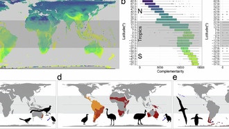 Уникальные птицы Южного полушария оказались под угрозой из-за недооценённого эндемизма