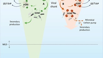 Вирусы в океане могут влиять на глобальный углеродный цикл