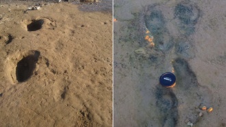 Древние следы раскрывают охоту неандертальских семей на побережье