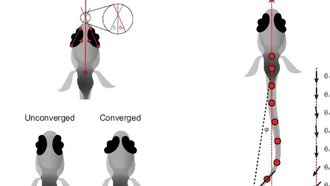 Учёные выяснили, как разные виды рыб используют уникальные стратегии охоты