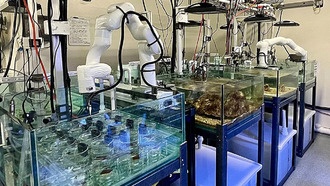 Высокие температуры океана могут замедлить смертельную болезнь кораллов