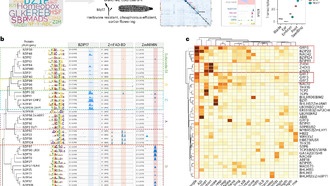 Учёные расшифровали ДНК кукурузы, раскрыв механизмы устойчивости к вредителям