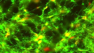 Почему некоторые животные реагируют на стимул, а не на награду: новое исследование