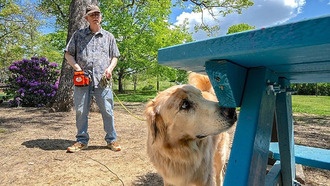 Собаки помогают бороться с инвазивным вредителем — пятнистой фонарницей