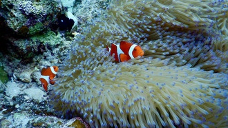 Рыбы-клоуны: новые исследования раскрывают секреты их эволюции