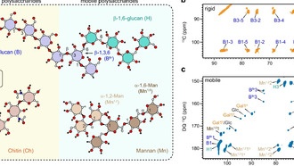 Учёные раскрыли механизм устойчивости супергрибка Candida auris к противогрибковым препаратам