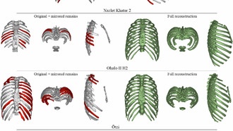 Форма грудной клетки человека связана с климатом, выяснили учёные