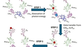 Разгадана тайна асимметрии в фотосинтезе