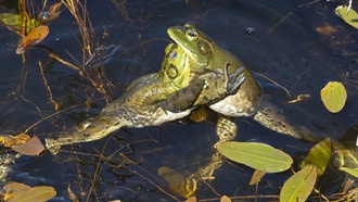 Как животные оценивают риски в конфликтах: от потери конечностей до снижения репродуктивного успеха