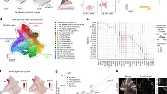 Как летучие мыши научились летать: генетические секреты эволюции крыльев