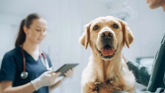 Собаки могут выявлять болезнь Паркинсона за годы до симптомов с точностью 98%