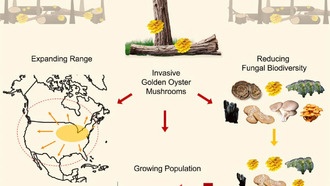 Инвазивные золотистые вешенки угрожают биоразнообразию грибов в США