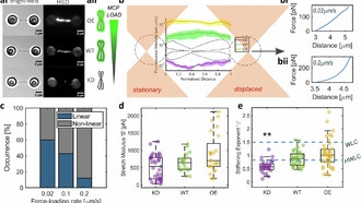 Учёные обнаружили жидкоподобное покрытие хромосом, защищающее их от повреждений
