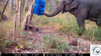 Почему некоторые слоны рискуют больше других при контакте с людьми