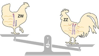 Крошечный ген обеспечивает выживание самцов птиц