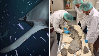 Ученые обнаружили, что древний морской хищник охотился в темноте, как современные совы