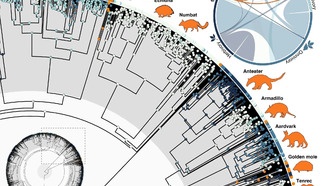 Млекопитающие 12 раз эволюционировали в муравьедов после эпохи динозавров