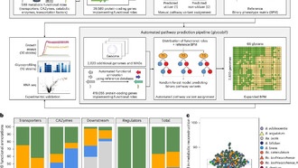 Исследование генов бифидобактерий поможет создать персонализированные пробиотики