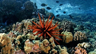 Кораллы в кризисе: скрытые химические изменения угрожают рифам Гавайев